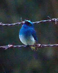 Indigo Flycatcher
