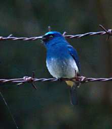 Bird Indigo Flycatcher