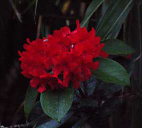Flower Xxx