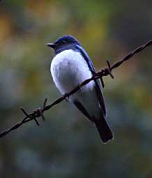 Blue And White Flycatcher
