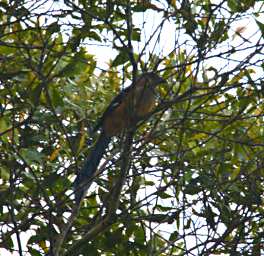 Bornean Tree Pie