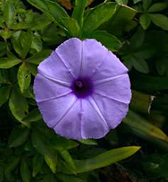 Flower Lavender Xxx