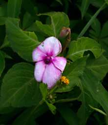 Flower Pink Xxx