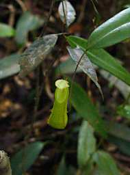 Xxx Flytrap
