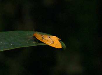 Moth Xxx