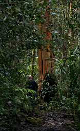 Ram Big Tree