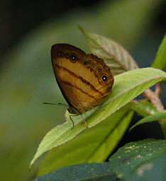 Butterfly Xxx