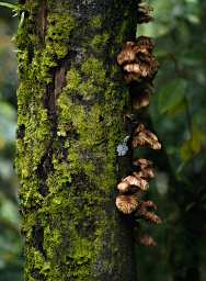 Tree Fungi