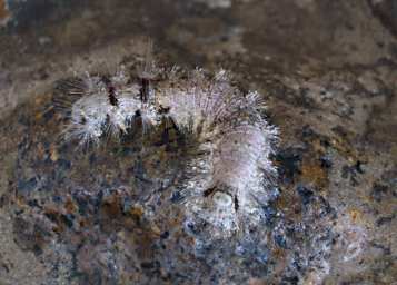 Caterpillar