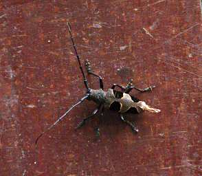 Beetle