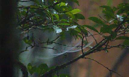 Spider Web