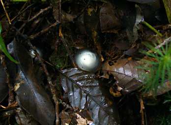 Frog Egg