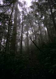 Trees Mist