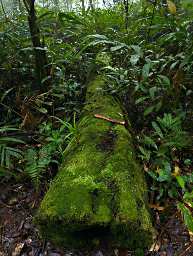 Tree Moss