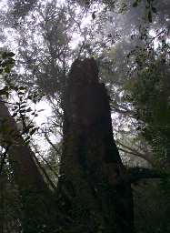 Trees Snag