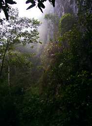 Jungle Mist