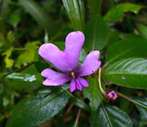 Flower Lavender Xxx