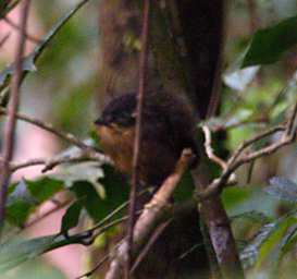 Xxx White Browed Short Wing Chick