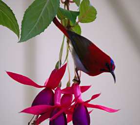 Temminicks Sunbird
