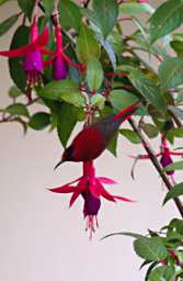 Temminicks Sunbird