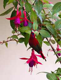 Temminicks Sunbird