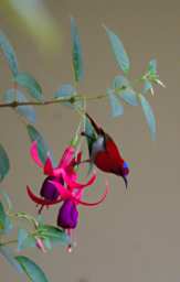 Temminicks Sunbird
