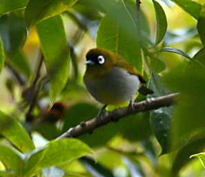 Black Capped White Eye