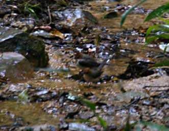 Xxx Chestnut Crested Yuhina