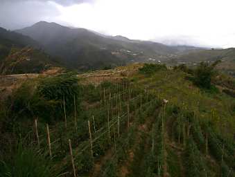 Mt Kinabalu Area