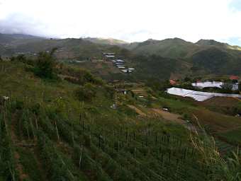 Mt Kinabalu Area