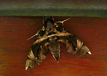 Bug