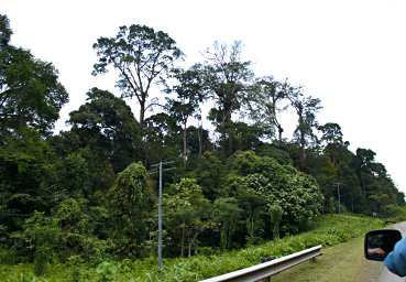 Sepilok Drive Remnants