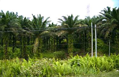 Sepilok Drive Oil Palm