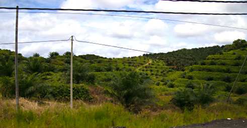 Sepilok Drive Oil Palm