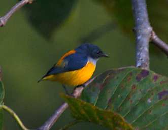 Sepilok Bird Orange Bellied Flowerpecker