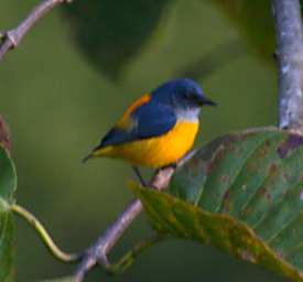 Sepilok Bird Orange Bellied Flowerpecker