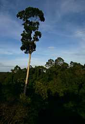 Sepilok Remnant Forest
