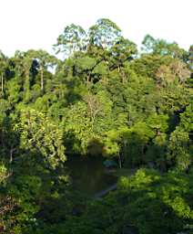 Sepilok Remnant Forest