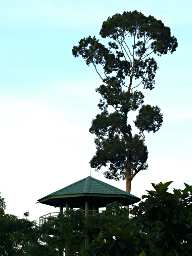 Sepilok Canopy Walk Tower