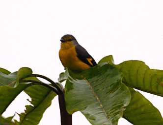 Sepilok Bird Scarlet Minivet F