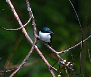 Sepilok Bird Black Winged Flycatcher Shrike