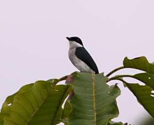 Sepilok Bird Black Winged Flycatcher Shrike