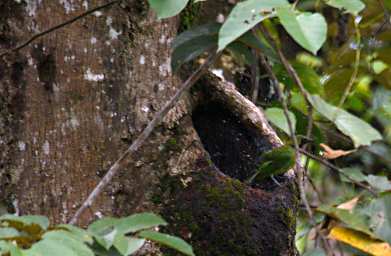 Sepilok Bird Greater Green Leafbird