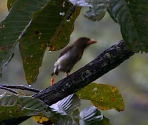 Sepilok Bird Brown Barbet F