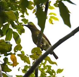 Sepilok Bird Xxx Sunbird