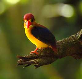 Sepilok Bird Rufous Backed Kingfisher