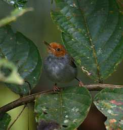 Sepilok Bird Rufous Tailed Tailorbird