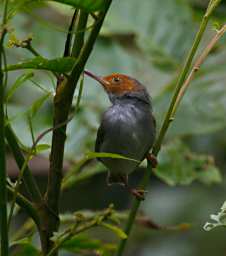 Sepilok Bird Rufous Tailed Tailorbird