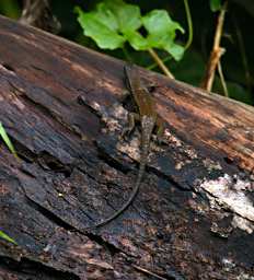 Sepilok Xxx Skink