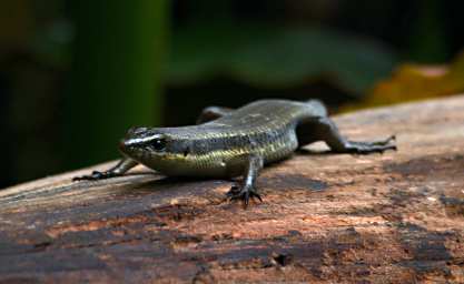 Sepilok Xxx Skink